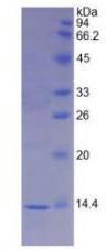 Recombinant Macrophage Migration Inhibitory Factor (MIF)