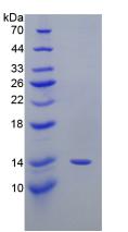 Recombinant Cyclooxygenase-2 (COX 2)