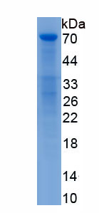 Recombinant Cyclooxygenase-2 (COX 2)