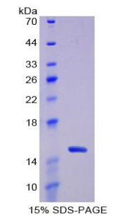 Recombinant Thioredoxin (Trx)