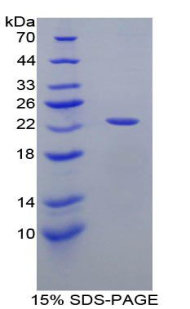 Recombinant Apolipoprotein E (APOE)