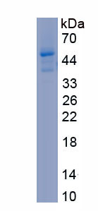 Recombinant Apolipoprotein E (APOE)