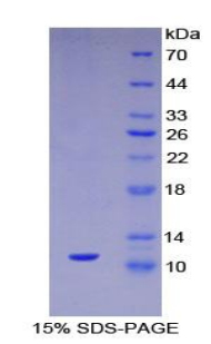 Recombinant Mucin 2 (MUC2)