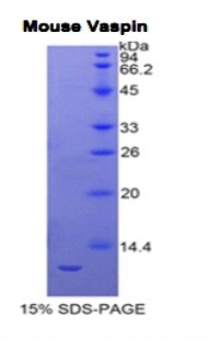 Recombinant Visceral Adipose Tissue Derived Serine Protease Inhibitor (Vaspin)