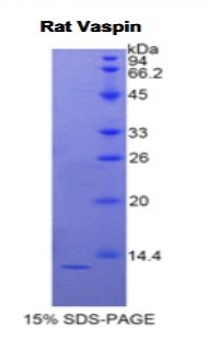 Recombinant Visceral Adipose Tissue Derived Serine Protease Inhibitor (Vaspin)