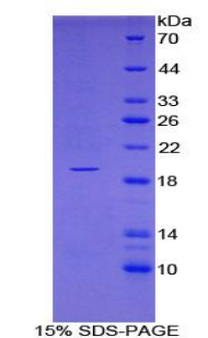 Recombinant Delta-Sleep Inducing Peptide (dSIP)