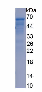 Recombinant Toll Like Receptor 9 (TLR9)