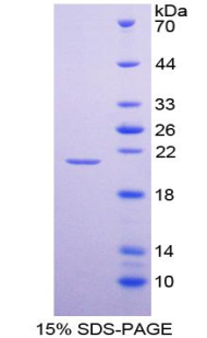 Recombinant Heparanase (HPSE)