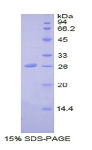 Recombinant Stromal Cell Derived Factor 4 (SDF4)