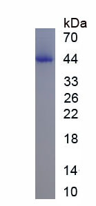 Recombinant Stromal Cell Derived Factor 4 (SDF4)