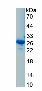 Recombinant Stromal Cell Derived Factor 4 (SDF4)