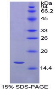 Recombinant Prealbumin (PALB)