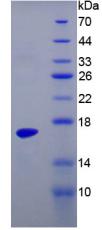 Recombinant Prealbumin (PALB)