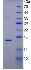 Recombinant Prealbumin (PALB)