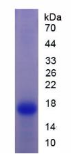 Recombinant Prealbumin (PALB)