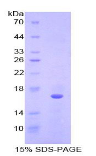 Recombinant Fibroblast Growth Factor 23 (FGF23)