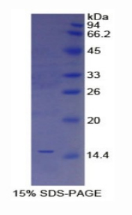 Recombinant Trefoil Factor 2 (TFF2)