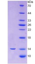 Recombinant Programmed Cell Death Protein 1 (PD1)