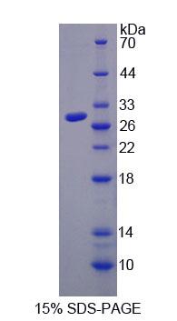 Recombinant Toll Like Receptor 4 (TLR4)