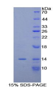 Recombinant Mucin 5 Subtype AC (MUC5AC)