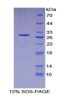 RPA764Hu01.jpg