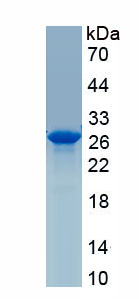 Recombinant B-Cell Leukemia/Lymphoma 2 (Bcl2)