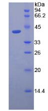 Recombinant Lactoferrin (LTF)