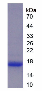 Recombinant Lactoferrin (LTF)