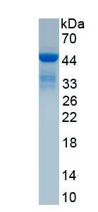 Recombinant Lactoferrin (LTF)