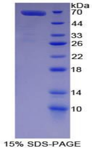 Recombinant Lactoferrin (LTF)