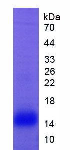 Recombinant Lactoferrin (LTF)