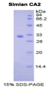 RPA782Si01.jpg