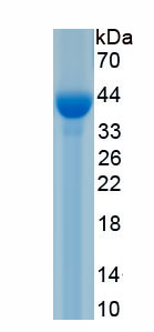 Recombinant Kidney Injury Molecule 1 (Kim1)