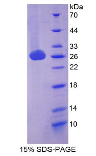 Recombinant Inducible T-Cell Co Stimulator Ligand (ICOSLG)