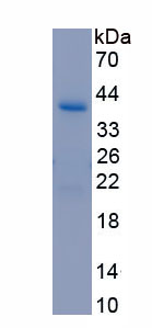 Recombinant Osteonectin (ON)