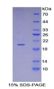 Recombinant Cyclin Dependent Kinase Inhibitor 2A (CDKN2A)