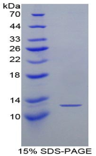 Recombinant Chemokine (C motif) ligand (XCL1)