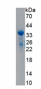 RPA796Hu01.jpg