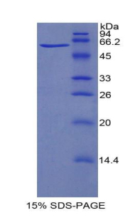 Recombinant Hypoxia Inducible Factor 1 Alpha (HIF1a)