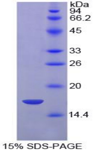 Recombinant Hypoxia Inducible Factor 1 Alpha (HIF1a)