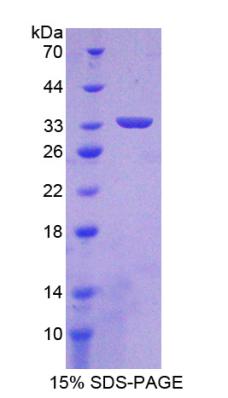 Recombinant Hypoxia Inducible Factor 1 Alpha (HIF1a)