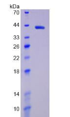 Recombinant Hypoxia Inducible Factor 1 Alpha (HIF1a)