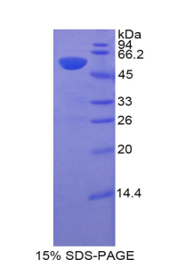 Recombinant Hypoxia Inducible Factor 1 Alpha (HIF1a)