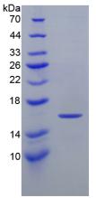 Recombinant Hypoxia Inducible Factor 1 Alpha (HIF1a)