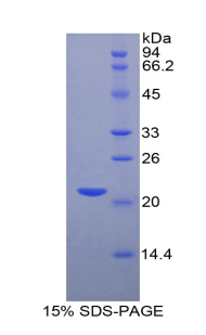 Recombinant Hypoxia Inducible Factor 1 Alpha (HIF1a)