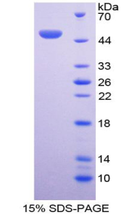 Recombinant Bone Morphogenetic Protein 7 (BMP7)