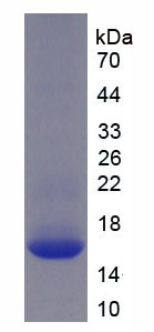 Recombinant Bone Morphogenetic Protein 7 (BMP7)