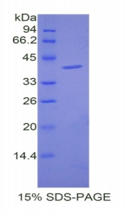 RPA802Mu01.jpg