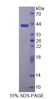 RPA803Hu01.jpg