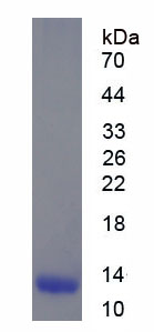 Recombinant Glucagon Like Peptide 1 (GLP1)